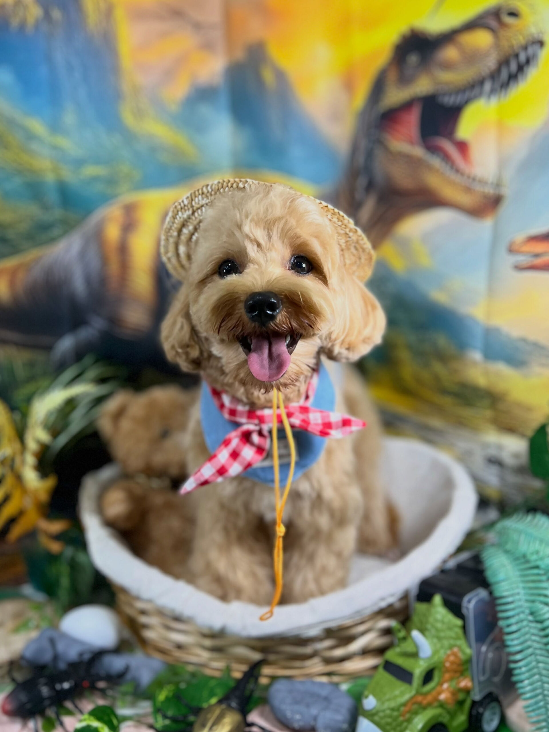 来店いただいた、マルプーの茶々丸くんです🐶✨