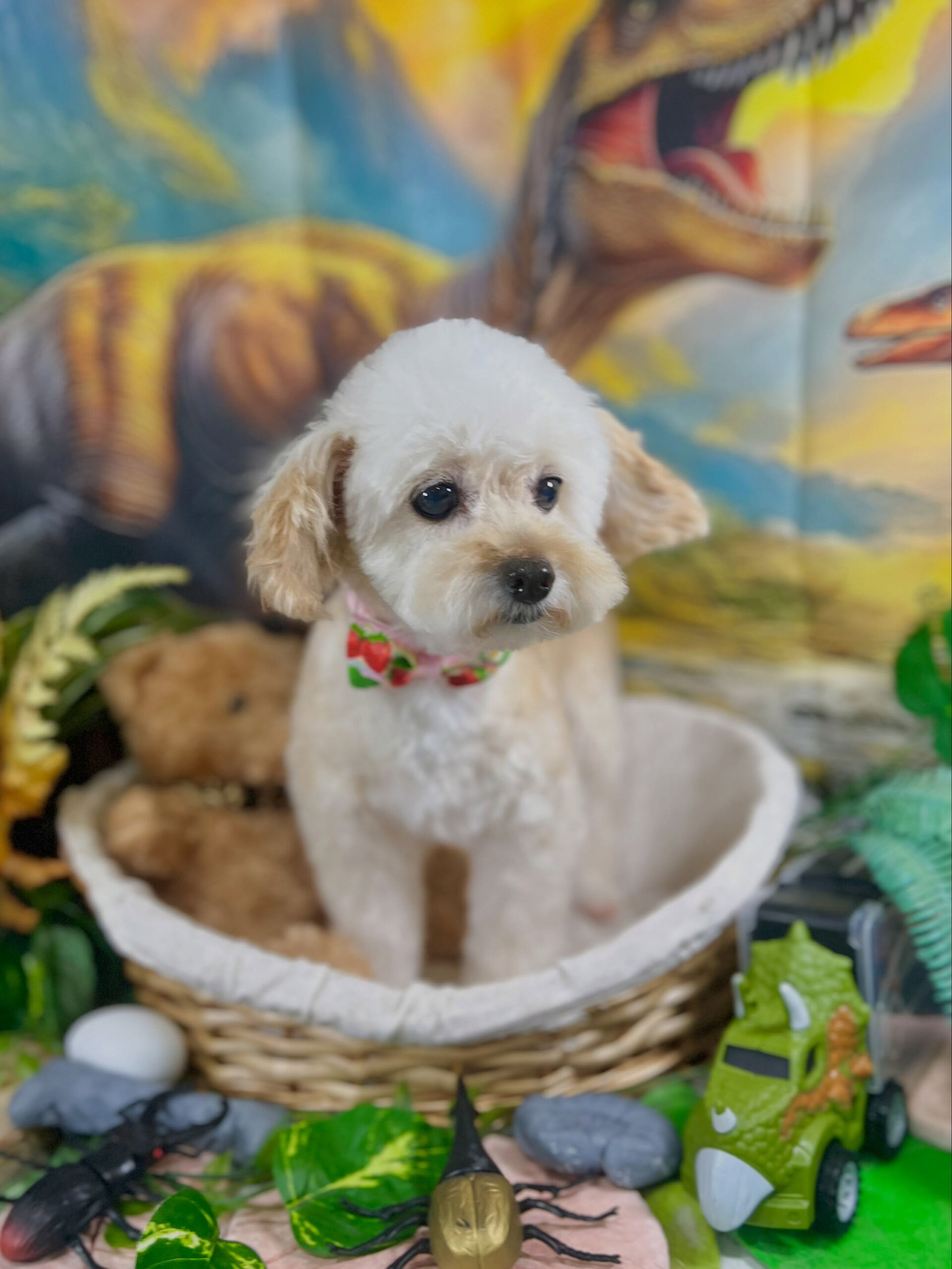 来店いただいた、チワプーのハナちゃんです🐶✨