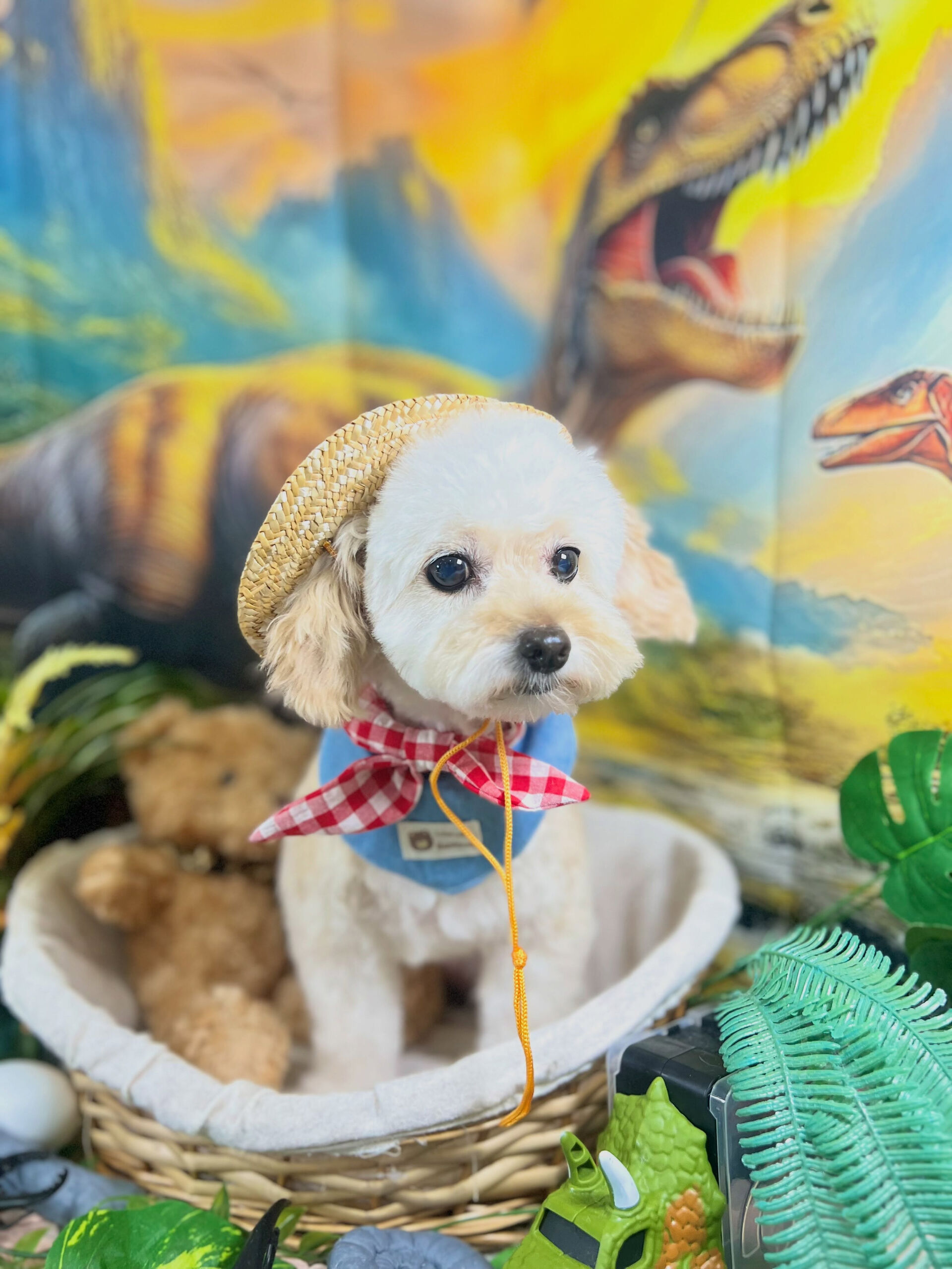 来店いただいた、チワプーのハナちゃんです🐶✨