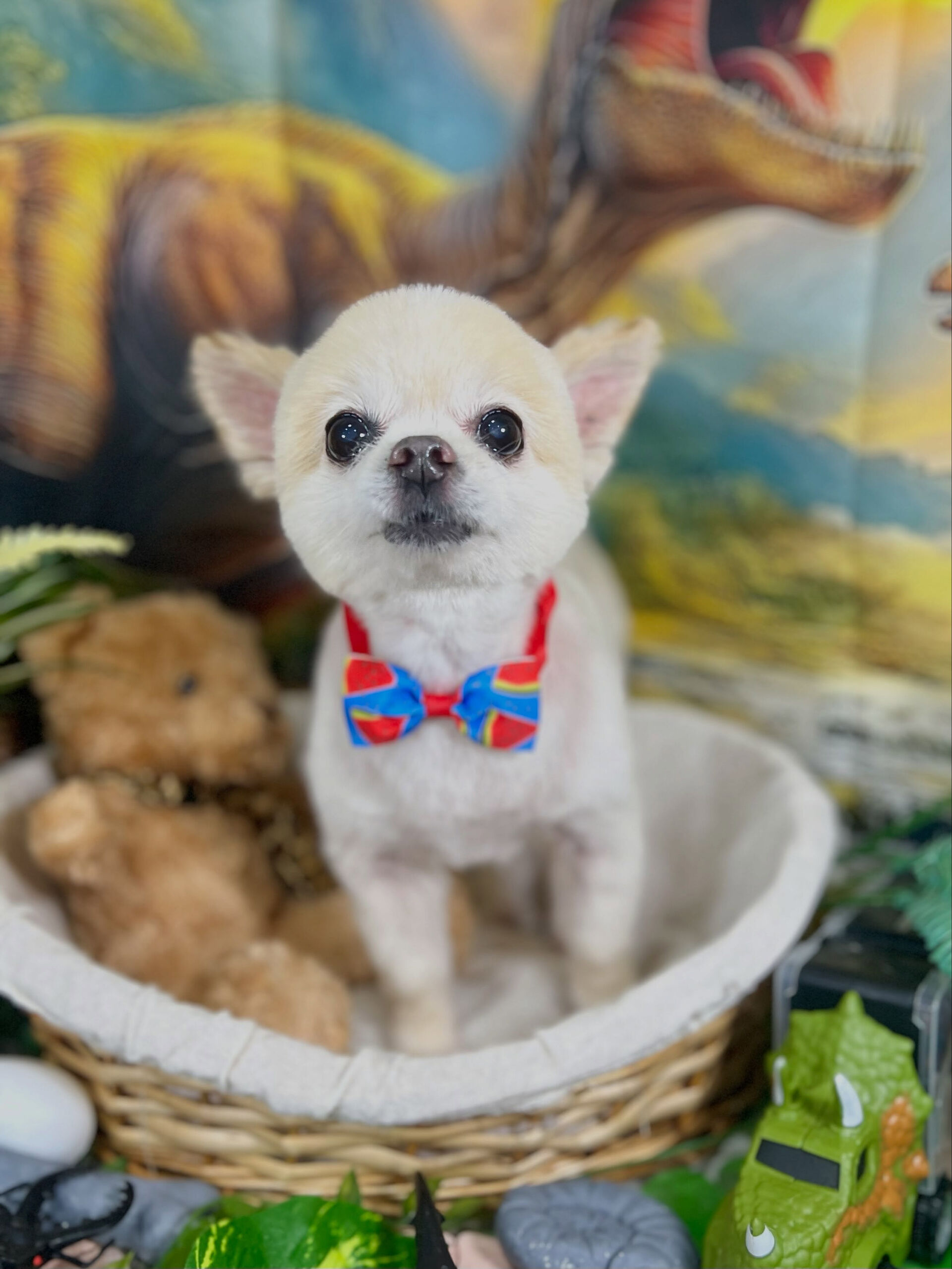 来店いただいた、ポメラニアンのマルちゃんです🐶✨