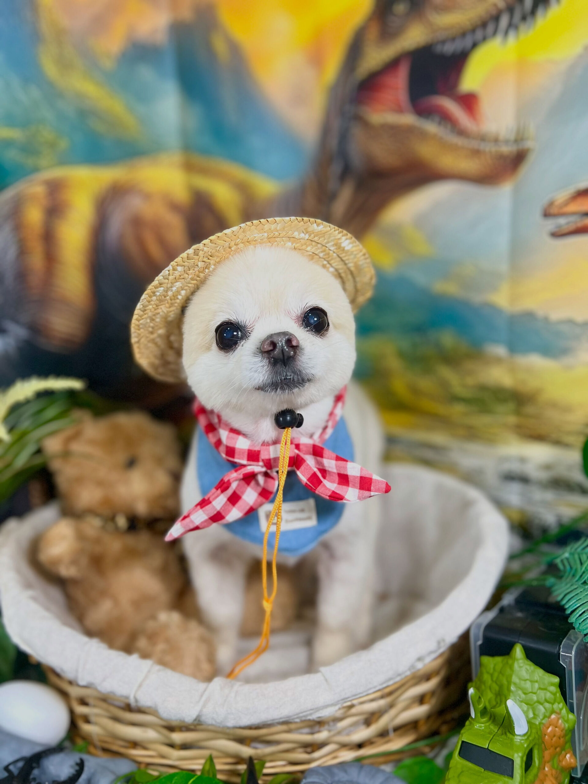 来店いただいた、ポメラニアンのマルちゃんです🐶✨
