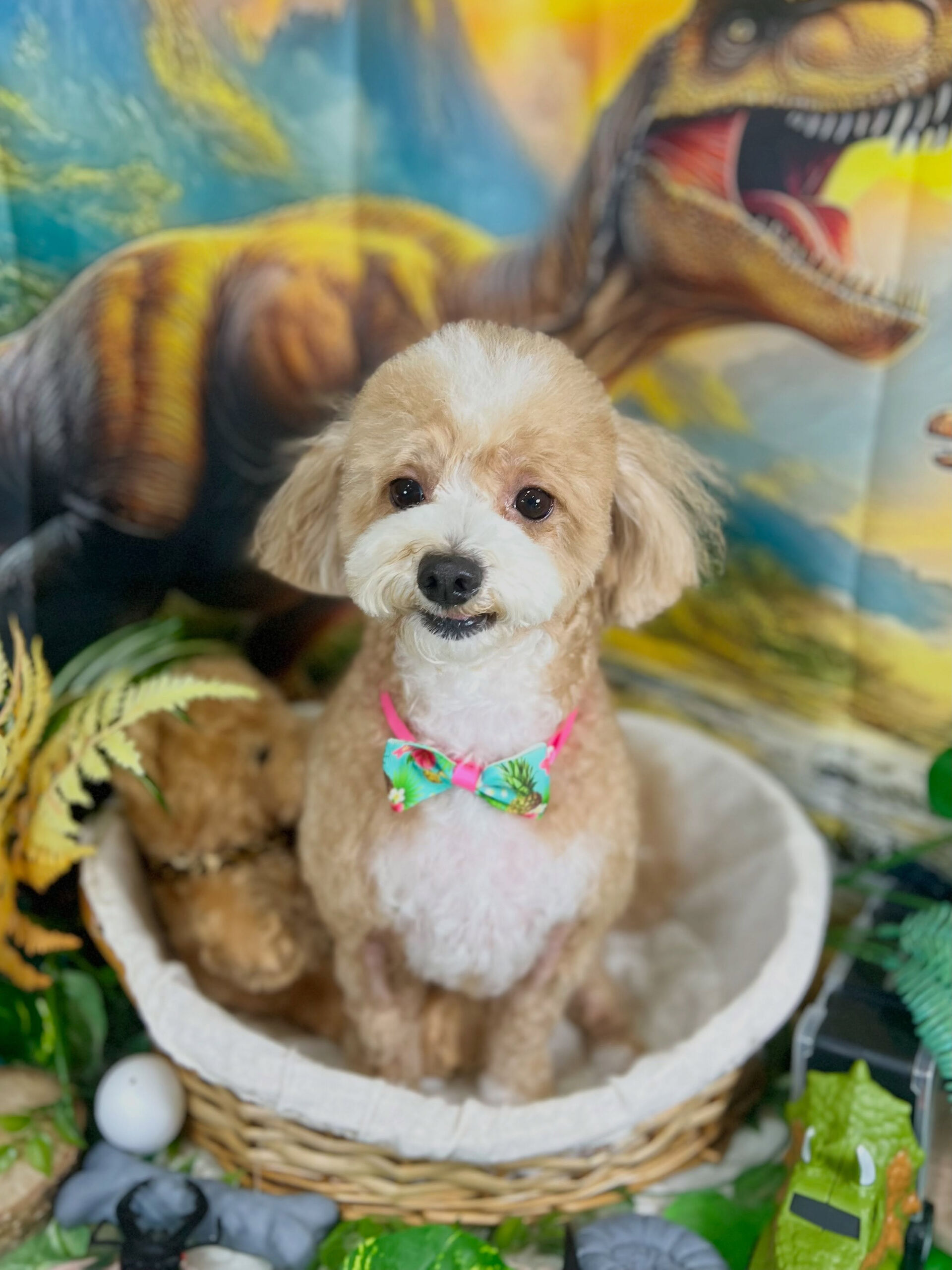 来店いただいた、マルプーのリリィちゃんです🐶✨
