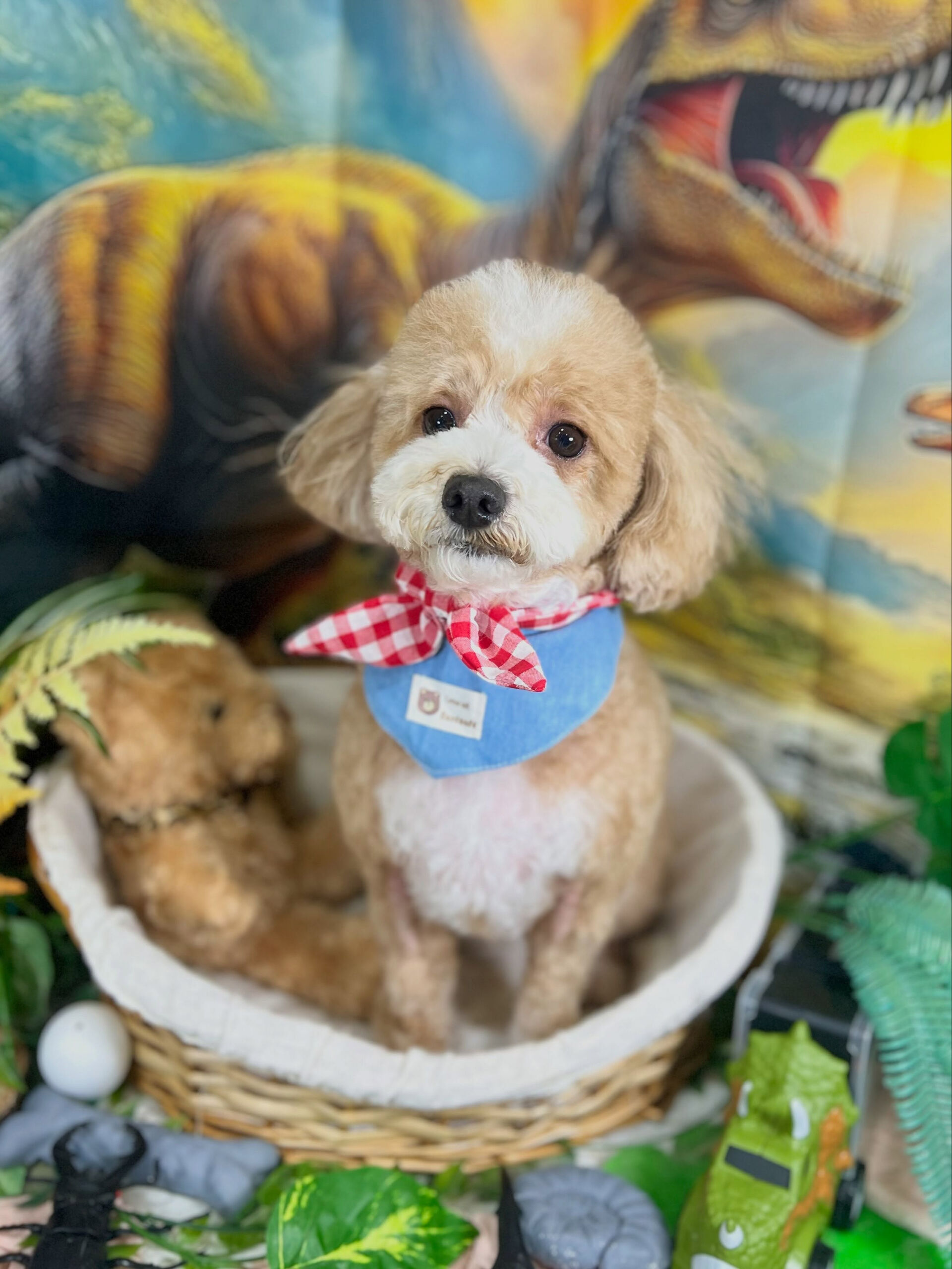 来店いただいた、マルプーのリリィちゃんです🐶✨