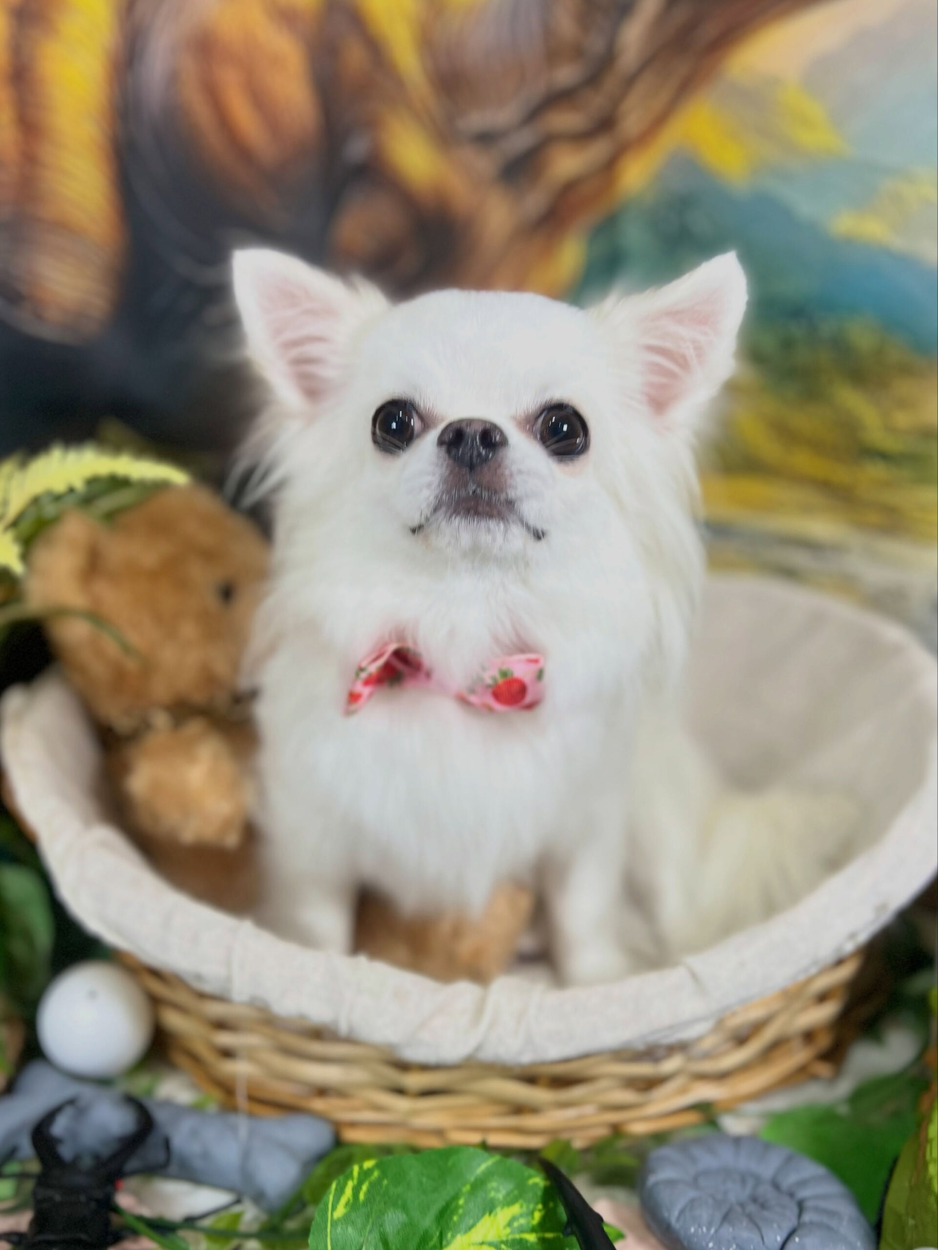 来店いただいた、チワワの美優ちゃんです🐶✨
