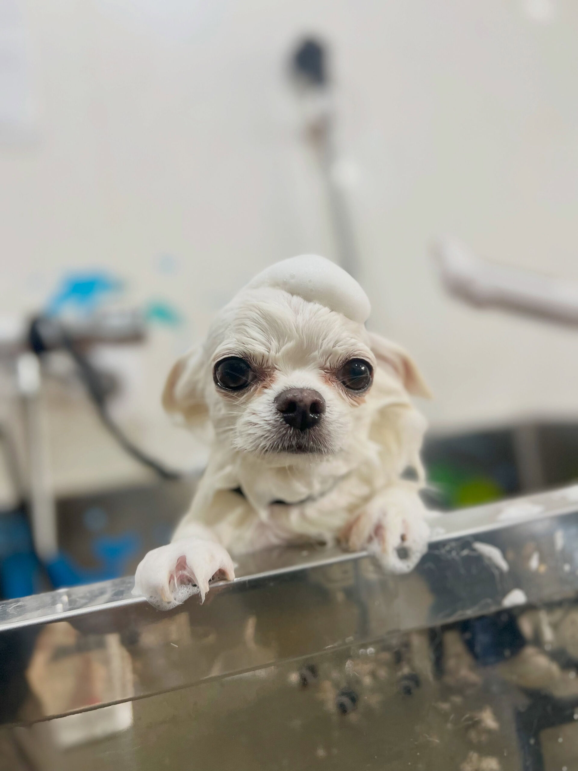 来店いただいた、チワワの美優ちゃんです🐶✨