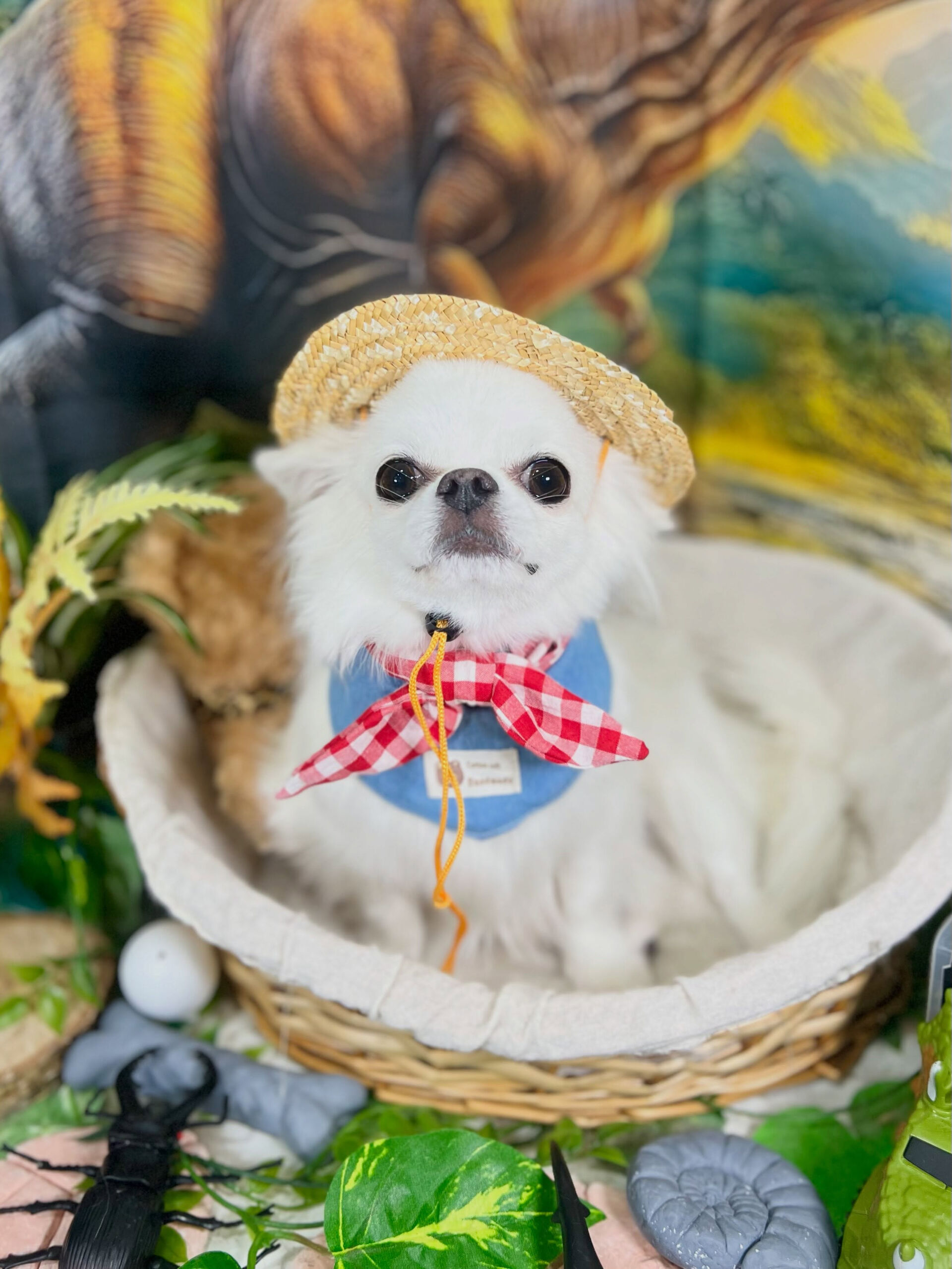 来店いただいた、チワワの美優ちゃんです🐶✨