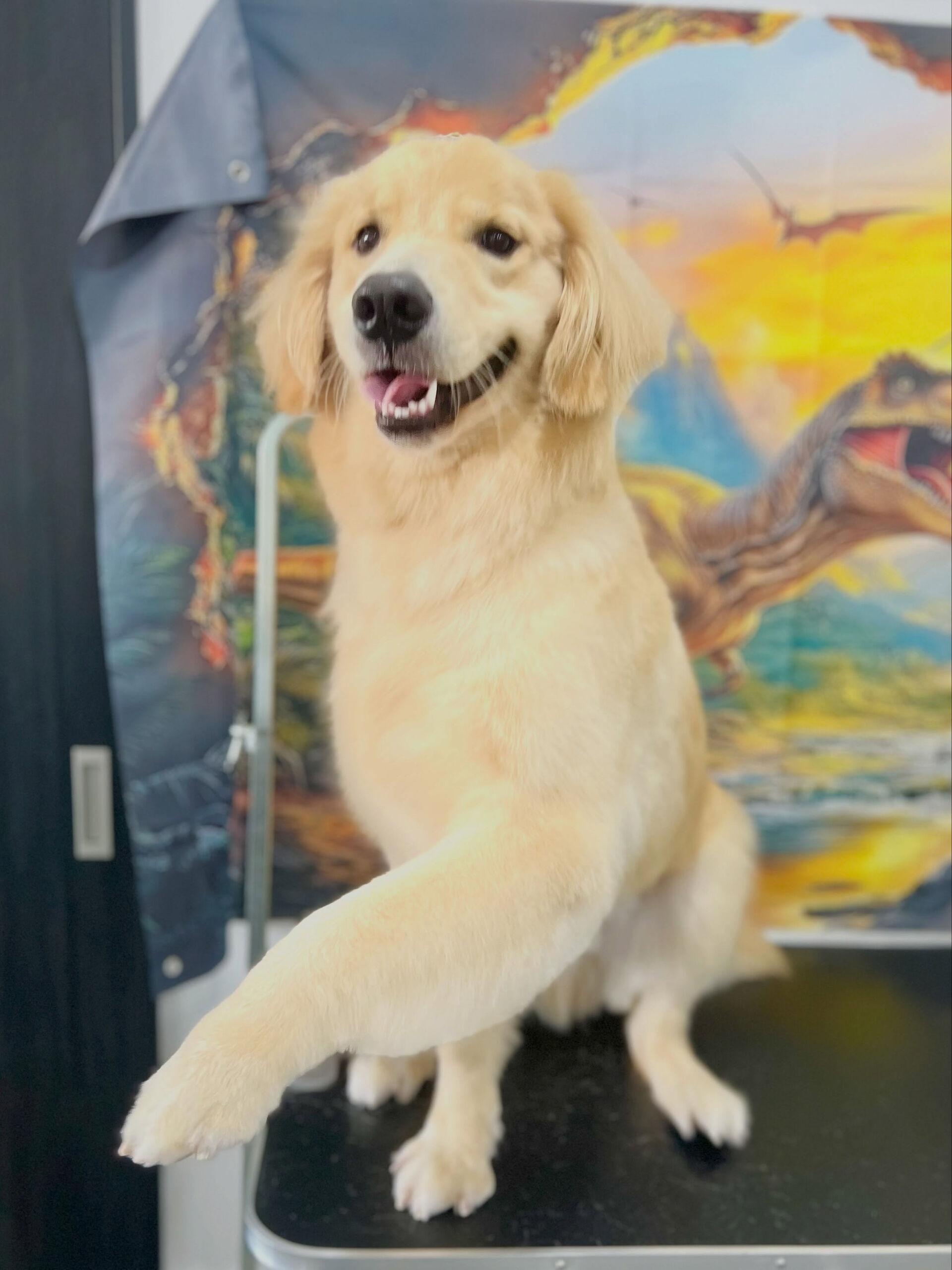 来店いただいた、ゴールデンのパン太くんです🐶✨