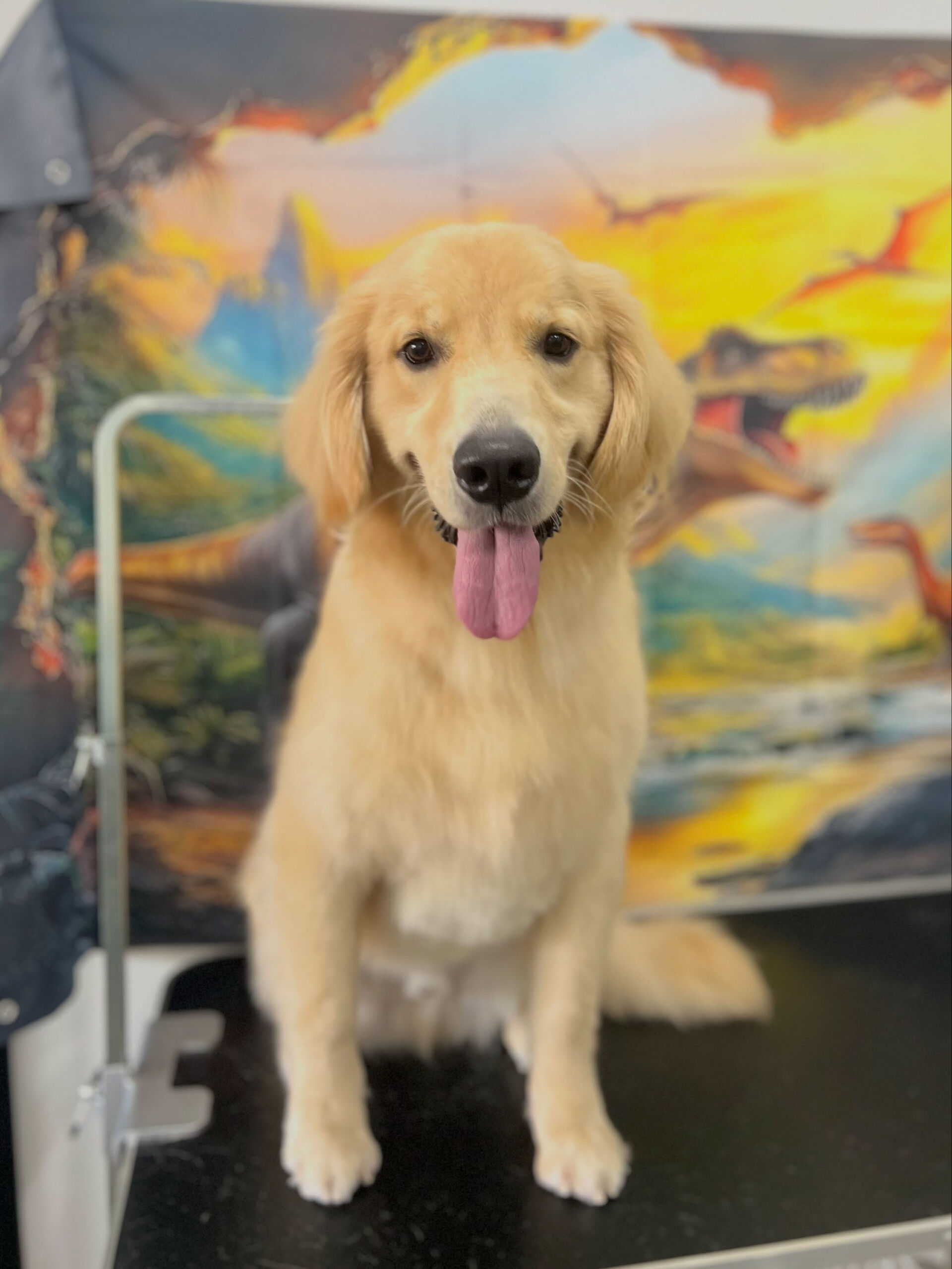 来店いただいた、ゴールデンのパン太くんです🐶✨