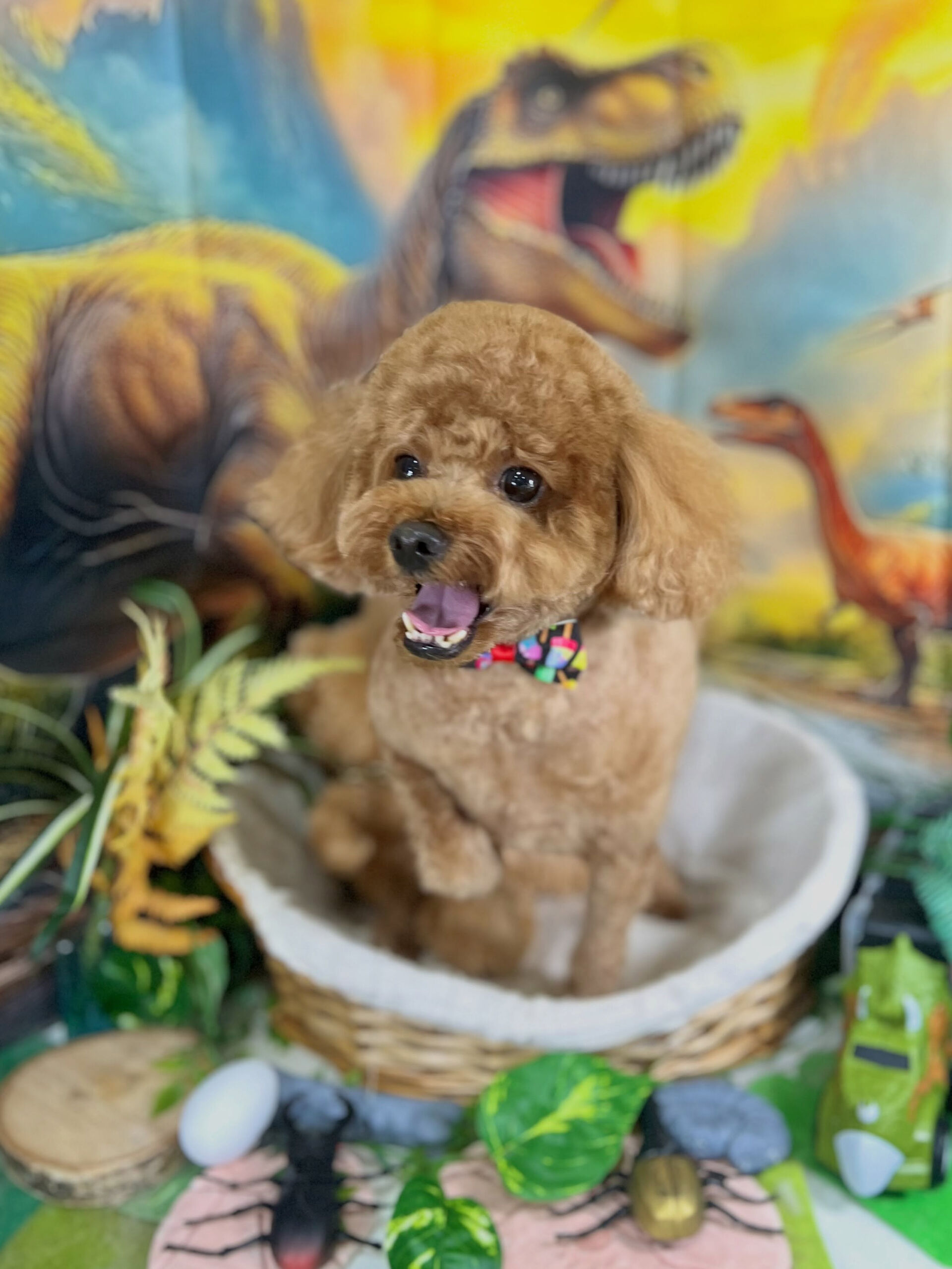 来店いただいた、トイプーのころんくんです🐶✨