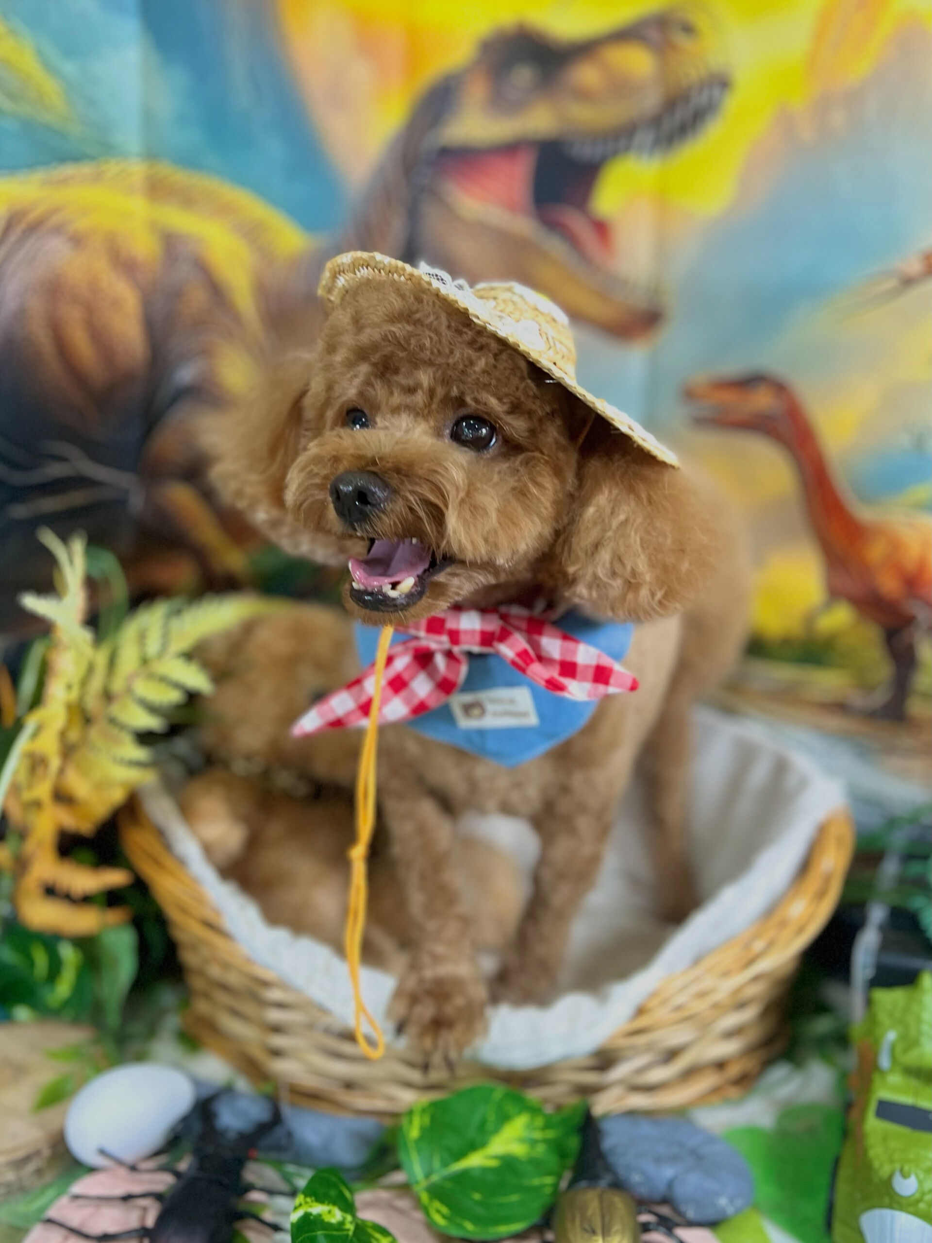 来店いただいた、トイプーのころんくんです🐶✨