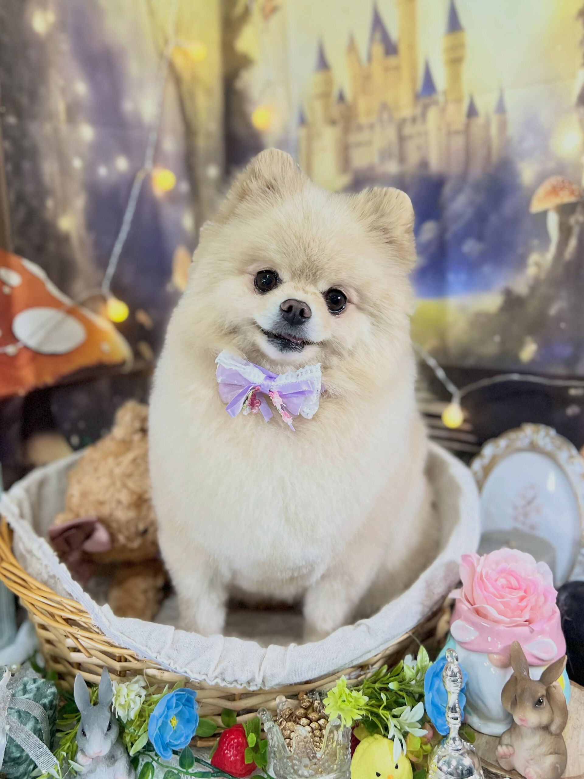 来店いただいた、ポメラニアンのましろくんです🐶✨