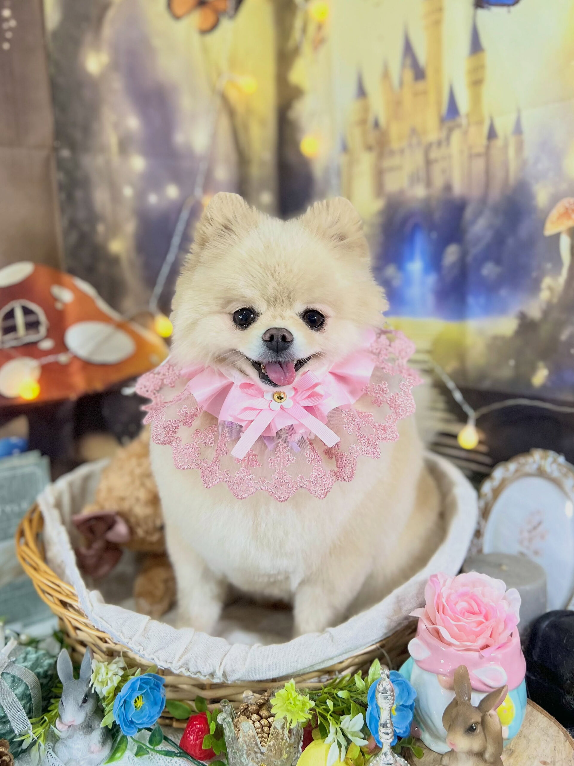来店いただいた、ポメラニアンのましろくんです🐶✨