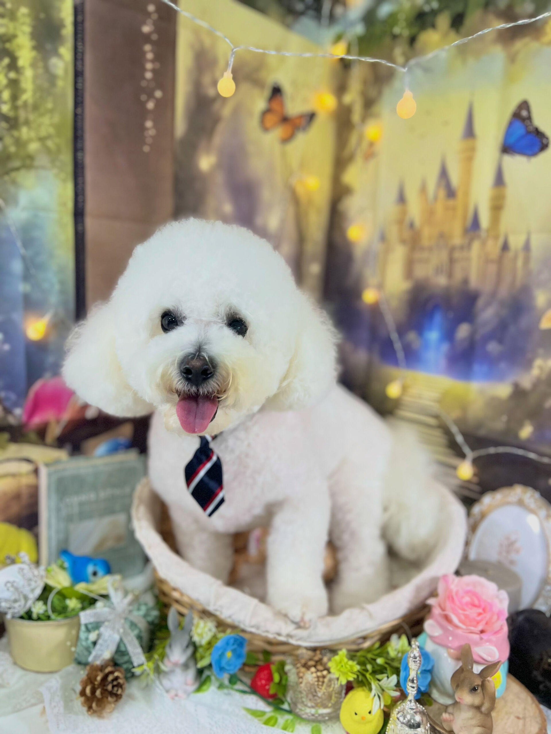来店いただいた、ビションのアムロくんです🐶✨