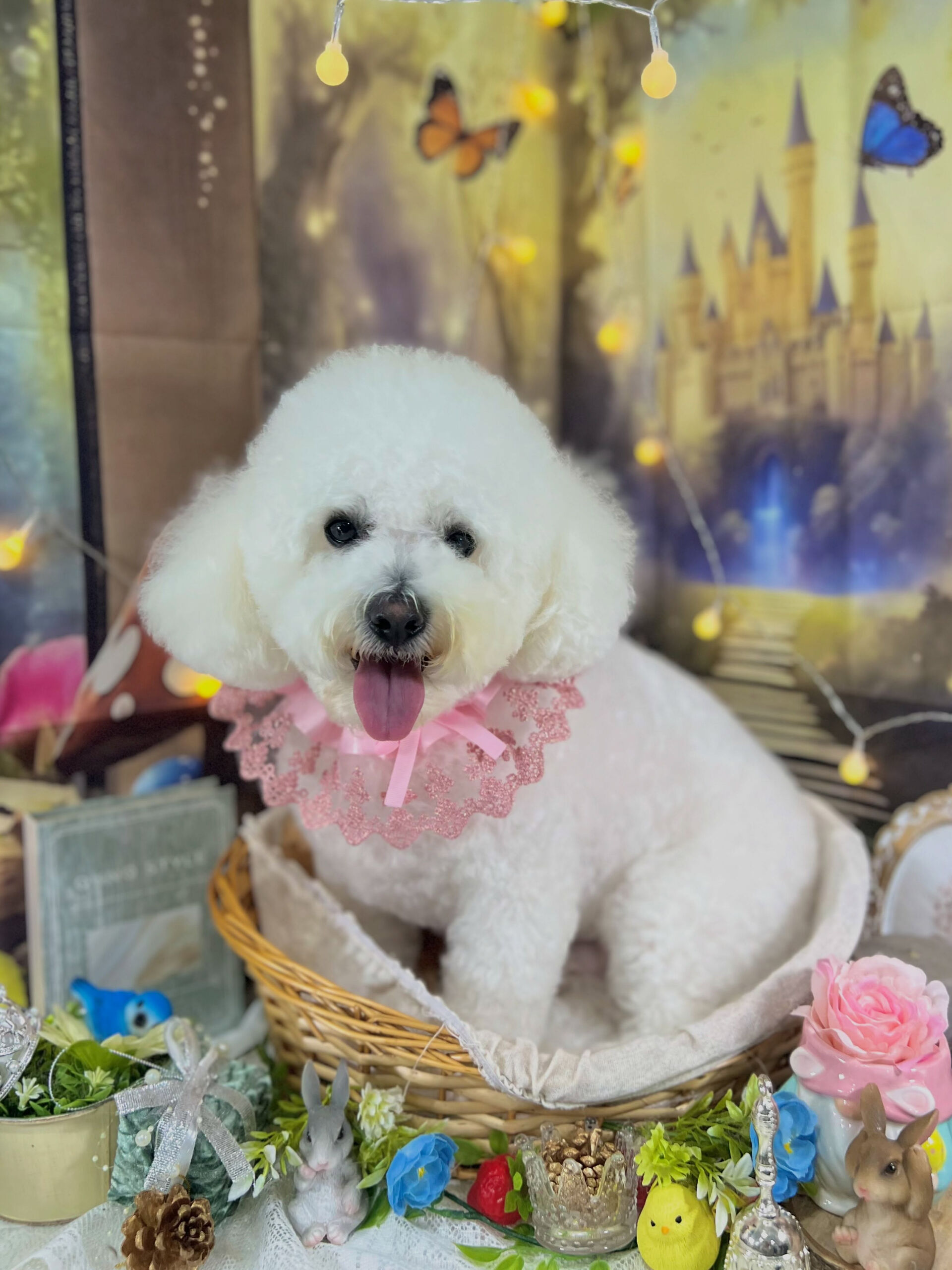 来店いただいた、ビションのアムロくんです🐶✨