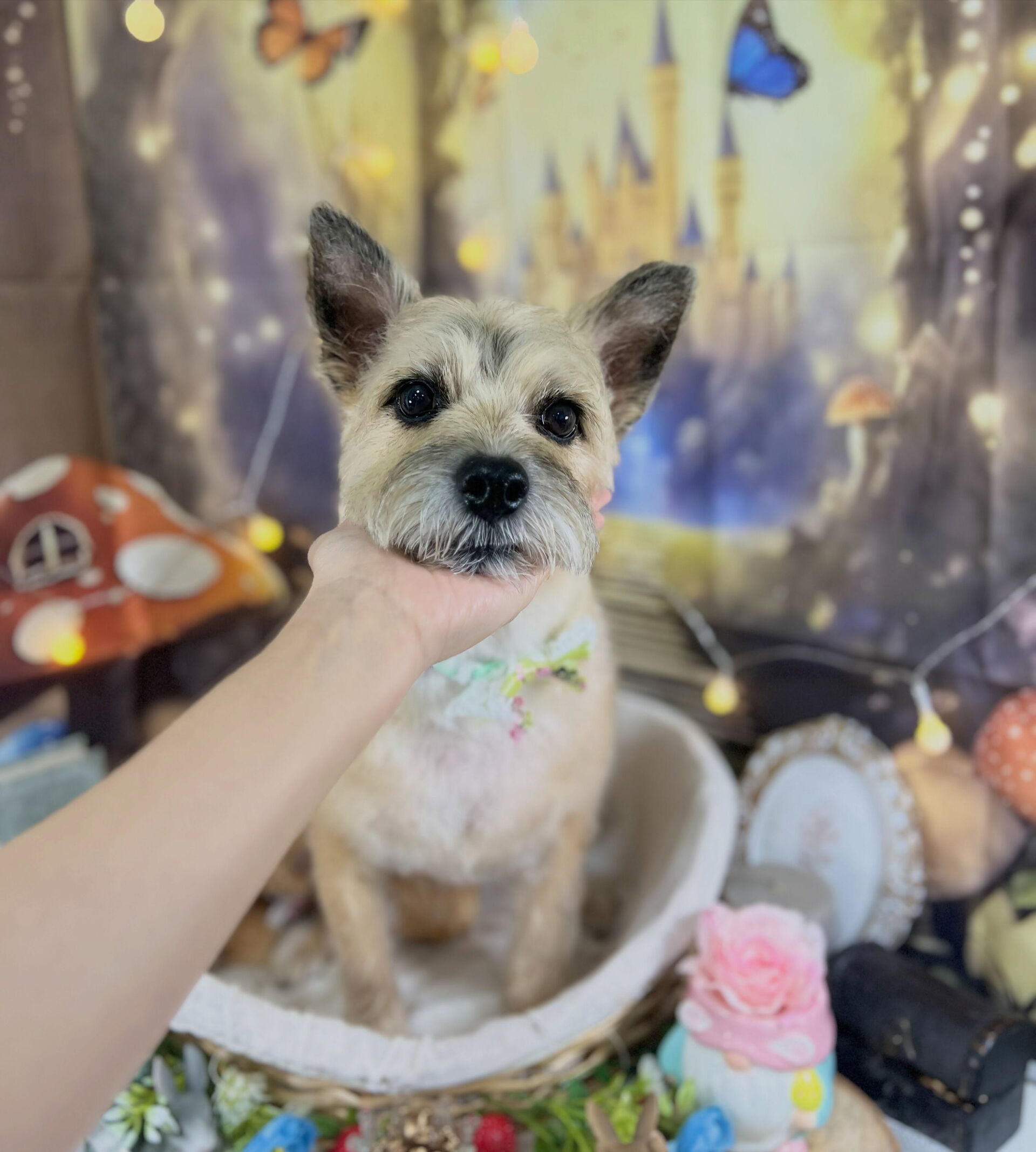 来店いただいた、ケアンテリアのきなこくんです🐶✨