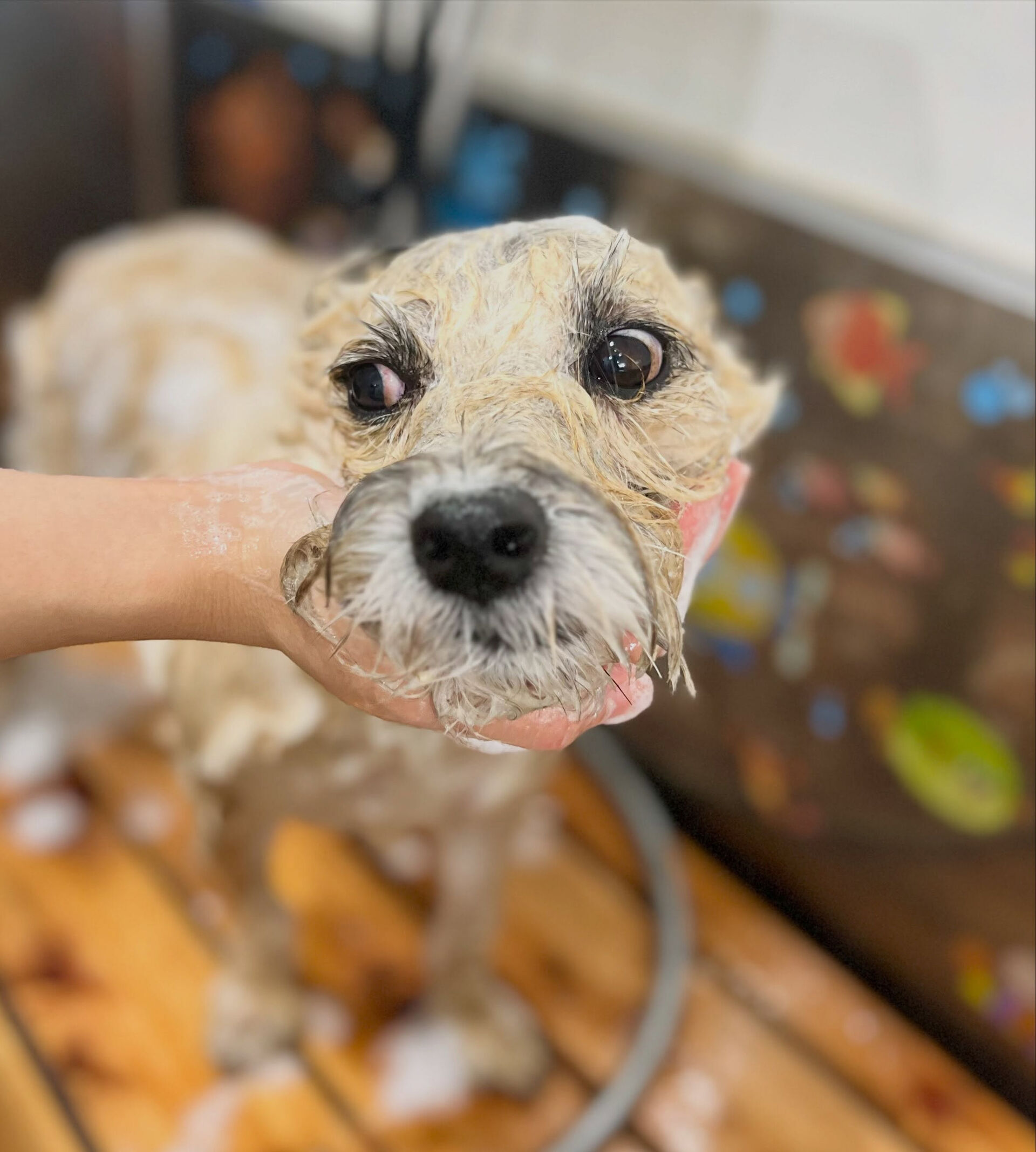 来店いただいた、ケアンテリアのきなこくんです🐶✨