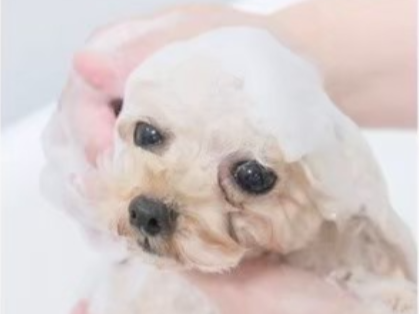 オプションシャンプー