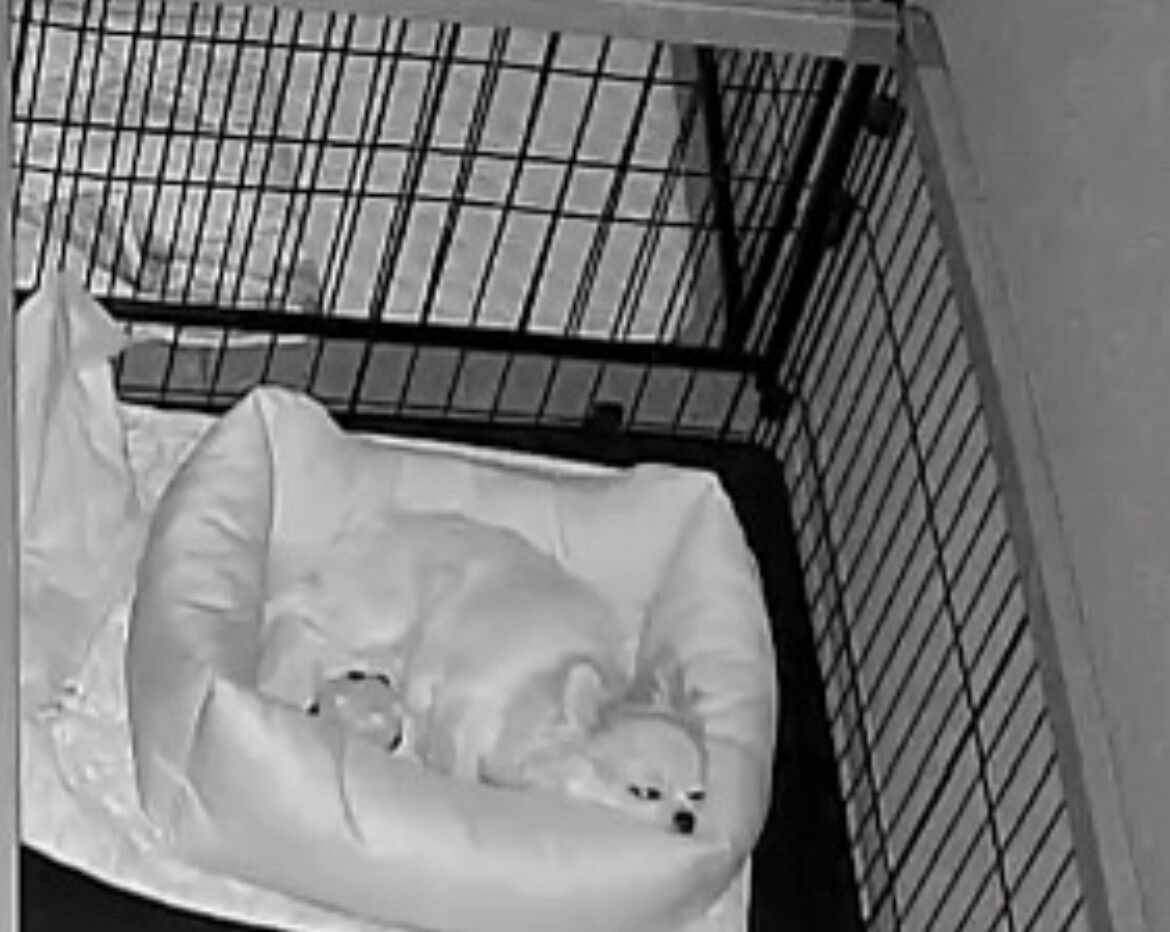 夜間カメラで見守る中、ケージのベッドで安心してお休み中のチワワ｜春日井市のペットホテル